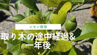 レモンの木 Lemon cultivation] Layering progress & one year later - YouTube