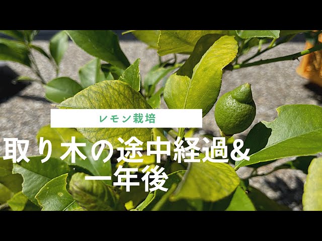 Lemon cultivation] Layering progress & one year later - YouTube