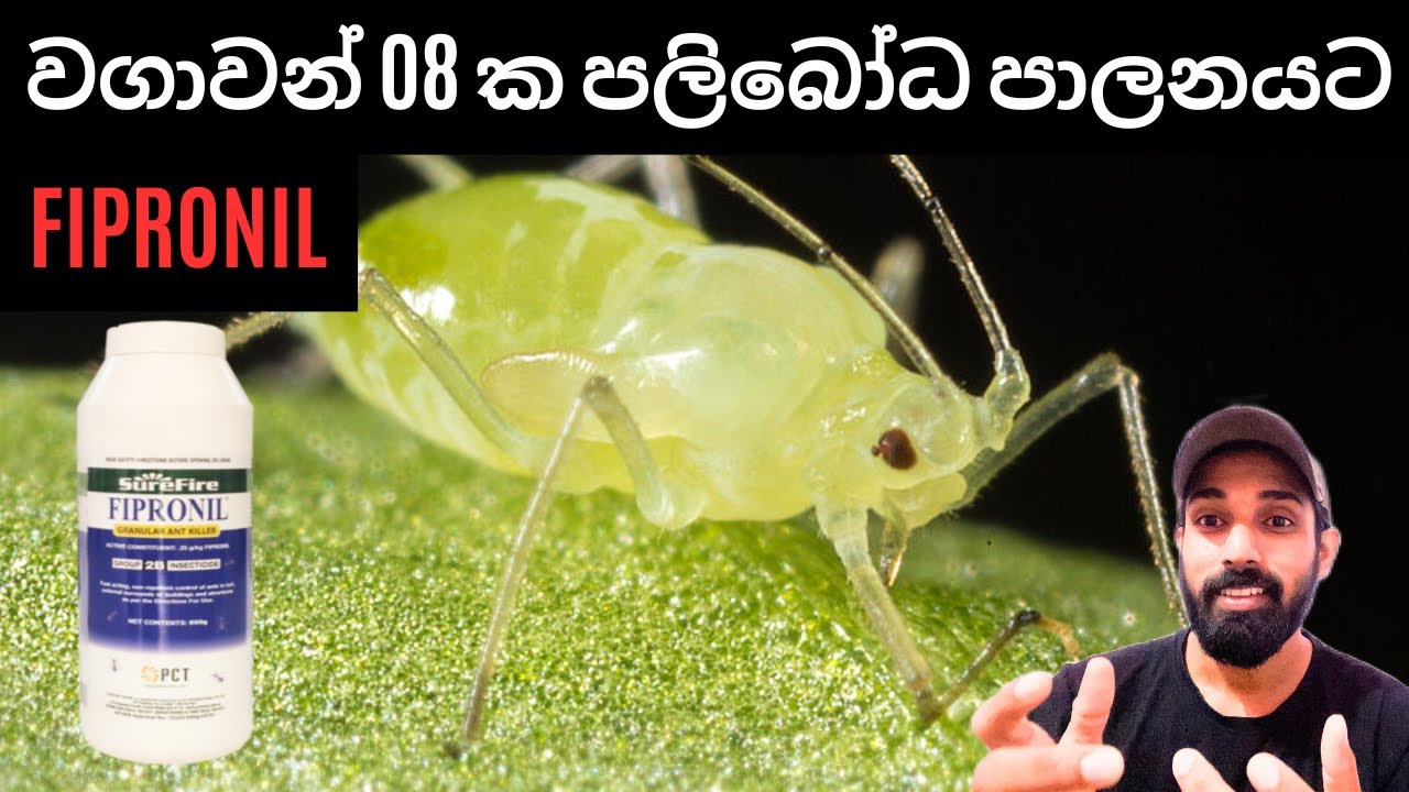 සපා කන විද යුෂ උරාබොන කෘමීන් පාලනය කරන්න නිෂ්පාදනය කල කෘමි නාෂකය,control biting and sucking insects,