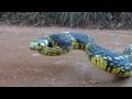 Spilotes pullatus (caninana) Tropical Rat Snake.MP4