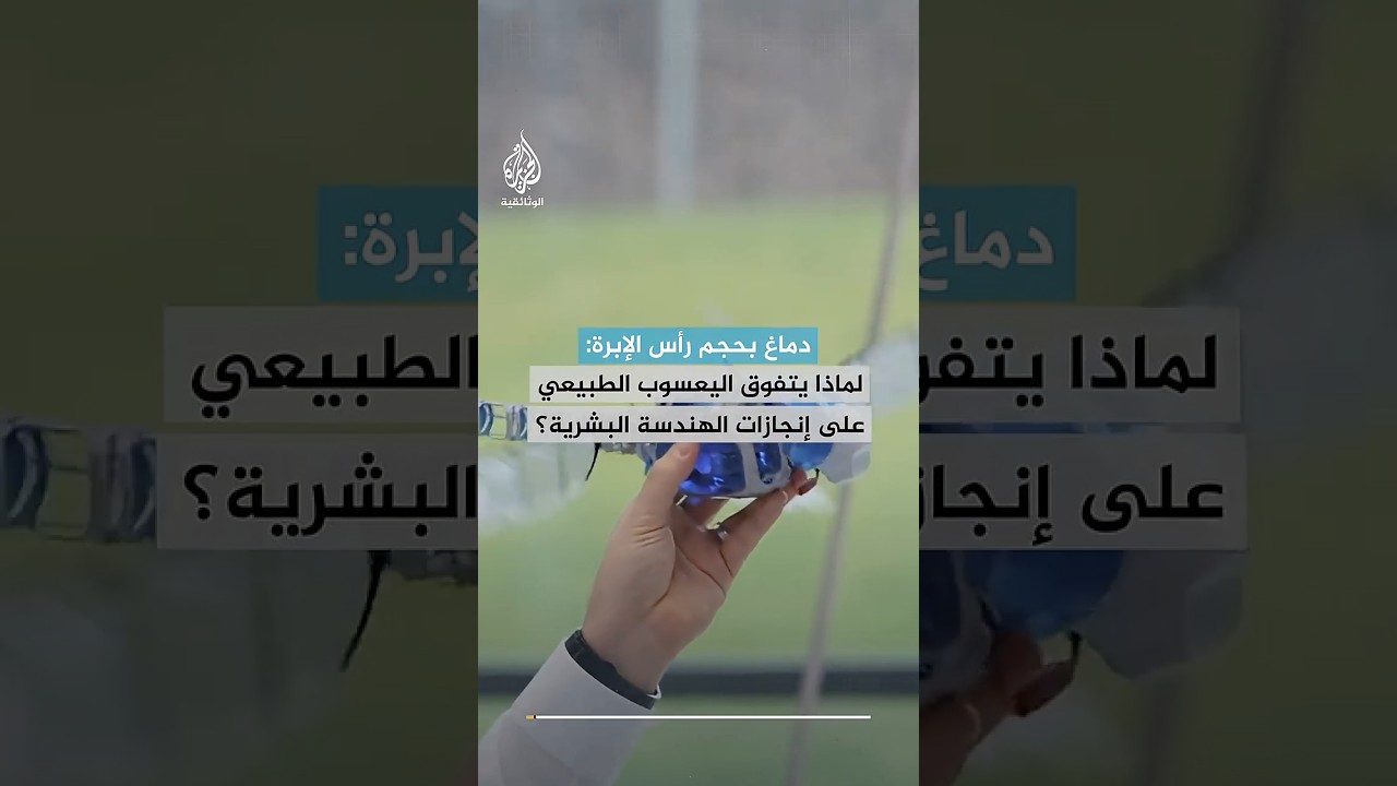 دماغ بحجم رأس الإبرة: لماذا يتفوق اليعسوب الطبيعي على إنجازات الهندسة البشرية؟