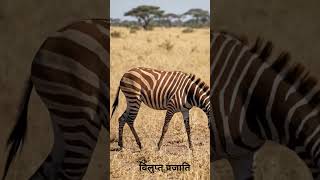 Quagga: आधा घोड़ा आधा ज़ेब्रा 🦓 | विलुप्त जानवर की सच्ची कहानी #Shorts