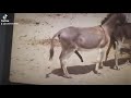 Donkey Metting sextyal murrah#donkey xx viral video#