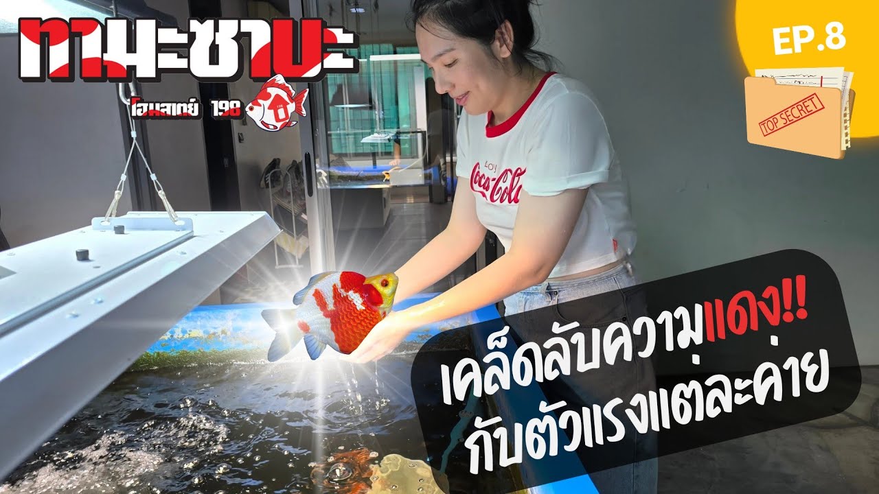 EP. 8 ส่องปลาตัวตึงแต่ละค่าย พร้อมเคล็ดลับเลี้ยงปลาให้ใหญ่ และ แดง!! ตามแบบฉบับ คุณ ออย