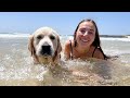 Golden Retriever First Time in the Ocean [Awesome Trip]