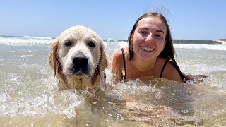 Golden Retriever First Time in the Ocean [Awesome Trip]