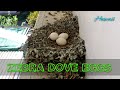 Zebra Dove Nest | Baby Birds Hatching To Leaving The Nest In 50 Minutes! | Honolulu🌴 Hawaii 4K Birds