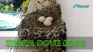 Relaxing Sound  Zebra Dove Nest | Baby Birds Hatching To Leaving The Nest In 50 Minutes! Hawaii 4K