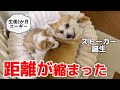 パピーコーギーと先住犬の距離が縮まった1ヶ月兄妹のようになった日まで🐶