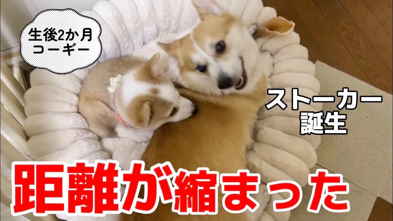 パピーコーギーと先住犬の距離が縮まった1ヶ月兄妹のようになった日まで🐶