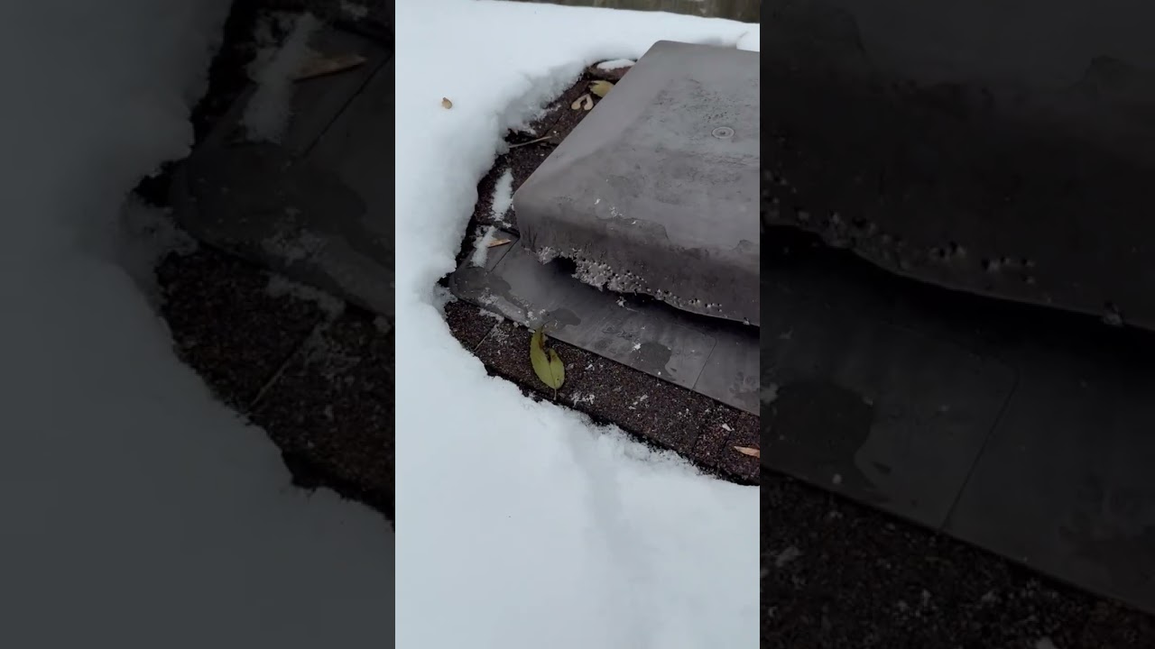 Don't Miss the Squirrel! Why a full inspection is so important when it comes to wildlife removal.