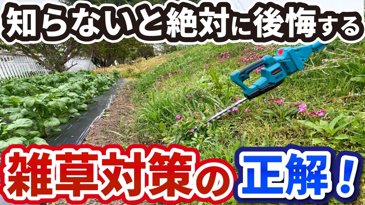 草刈り機より安全でラク！ヘッジトリマーで雑草対策【初心者向け完全 