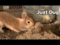 Rabbit Accidentally Fills Her Own Tunnel