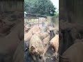Hungry Piglets Waiting for Feed 🐷 | Farm Feeding Time Madness!