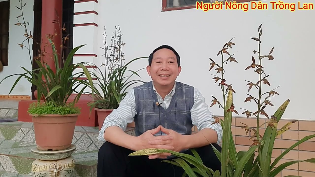 Ngắm Địa Lan Mặc Xuân & Cách Trồng Đơn Giản Nhất!