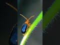#Aulacophora