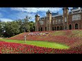 Government house anzac poppies