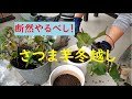 （家庭菜園）さつま芋のツルを冬越しさせる方法