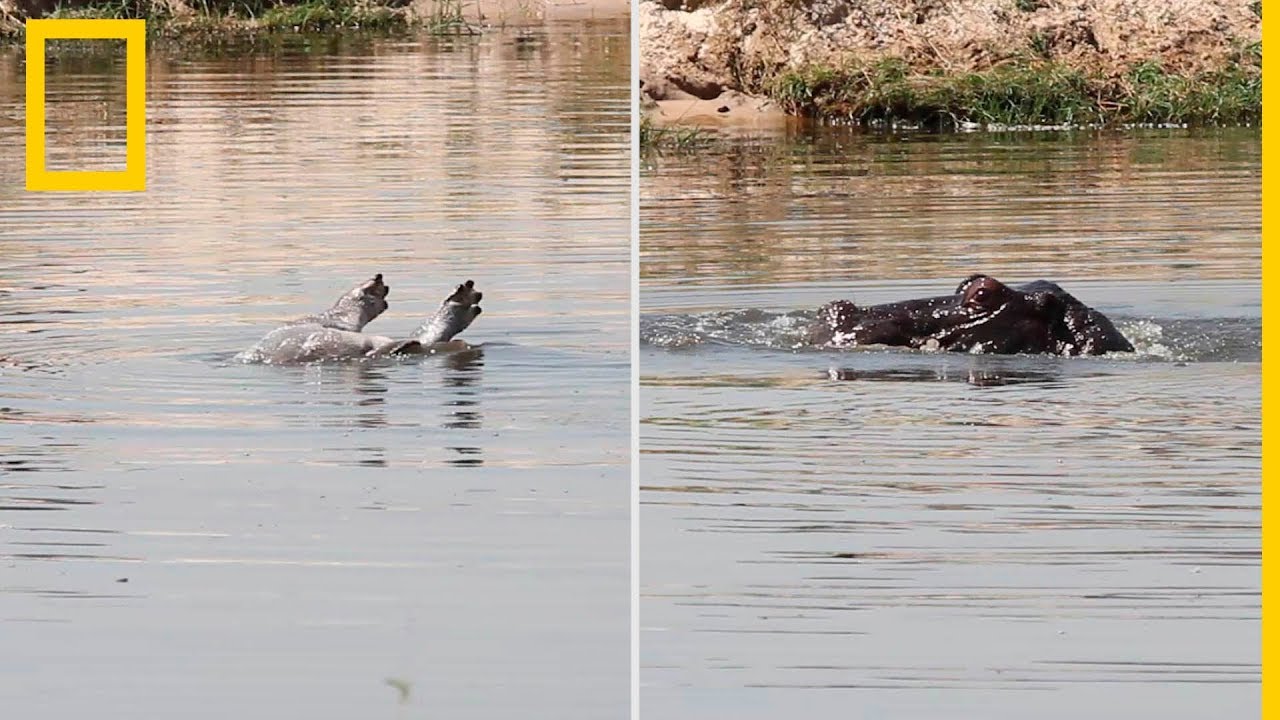 Primer vídeo de un hipopótamo llorando la muerte de su cría | National Geographic en Español nat geo wild chaine bouygues