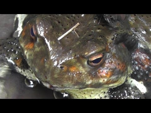 giant-mountain-toad---softypapa-adventures