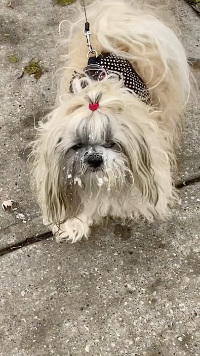 Puppy don’t be so sad you’re so cute #cute #sayhi #imsad #puffpuff #dog #pets #puppy #dog #dogshorts