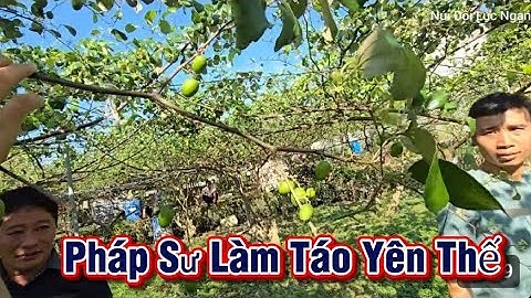 THĂM VƯỜN TÁO SIÊU ĐẸP CỦA EM CHÍNH YÊN THẾ I NÚI ĐỒI LỤC NGẠN