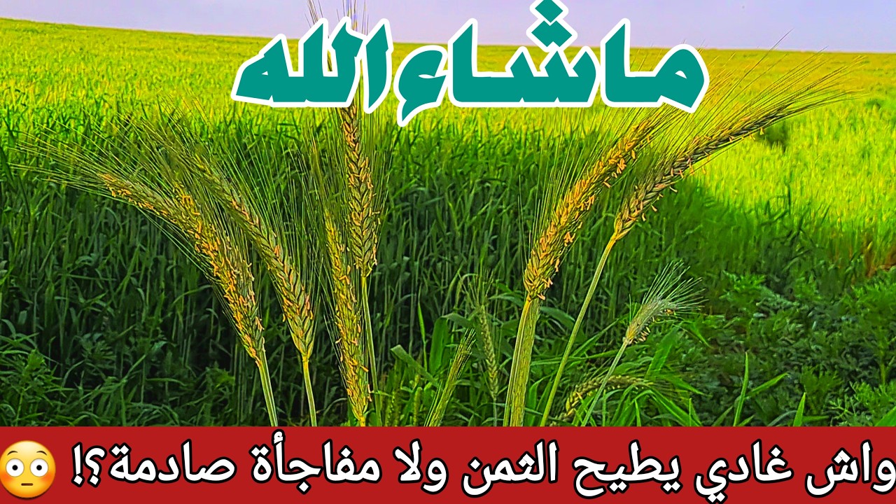 خيرات عام زين 🌧️🌾 واش التبن والحب غادي يرخصو ولا العكس؟ الحقيقة الكاملة!