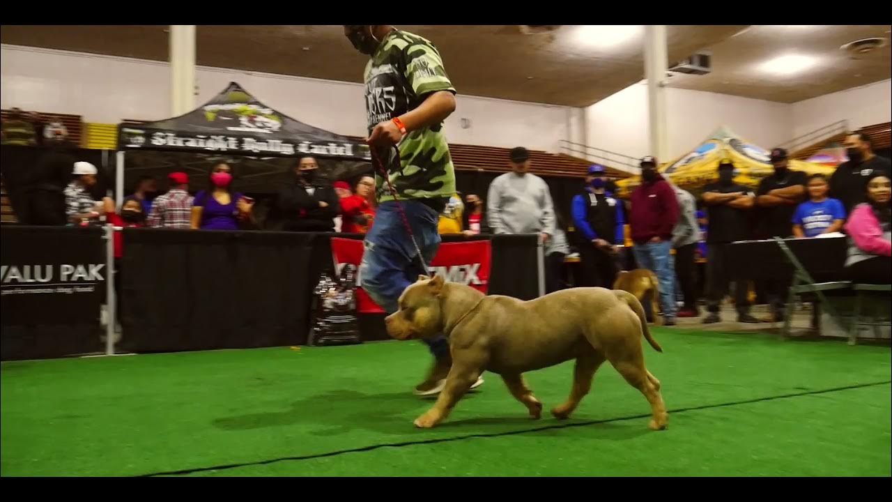 USBR Bully SHOW Lubbock, Tx YouTube