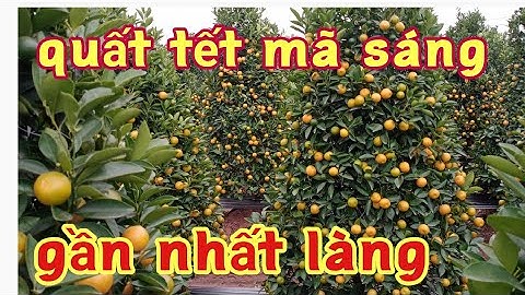 quất tết quất lùm tháng mười một âm lịch mã sáng quả to xin liên hệ với chủ vườn sđt: 0983345965