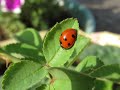 A ladybug on a leaf  blissful nature photography