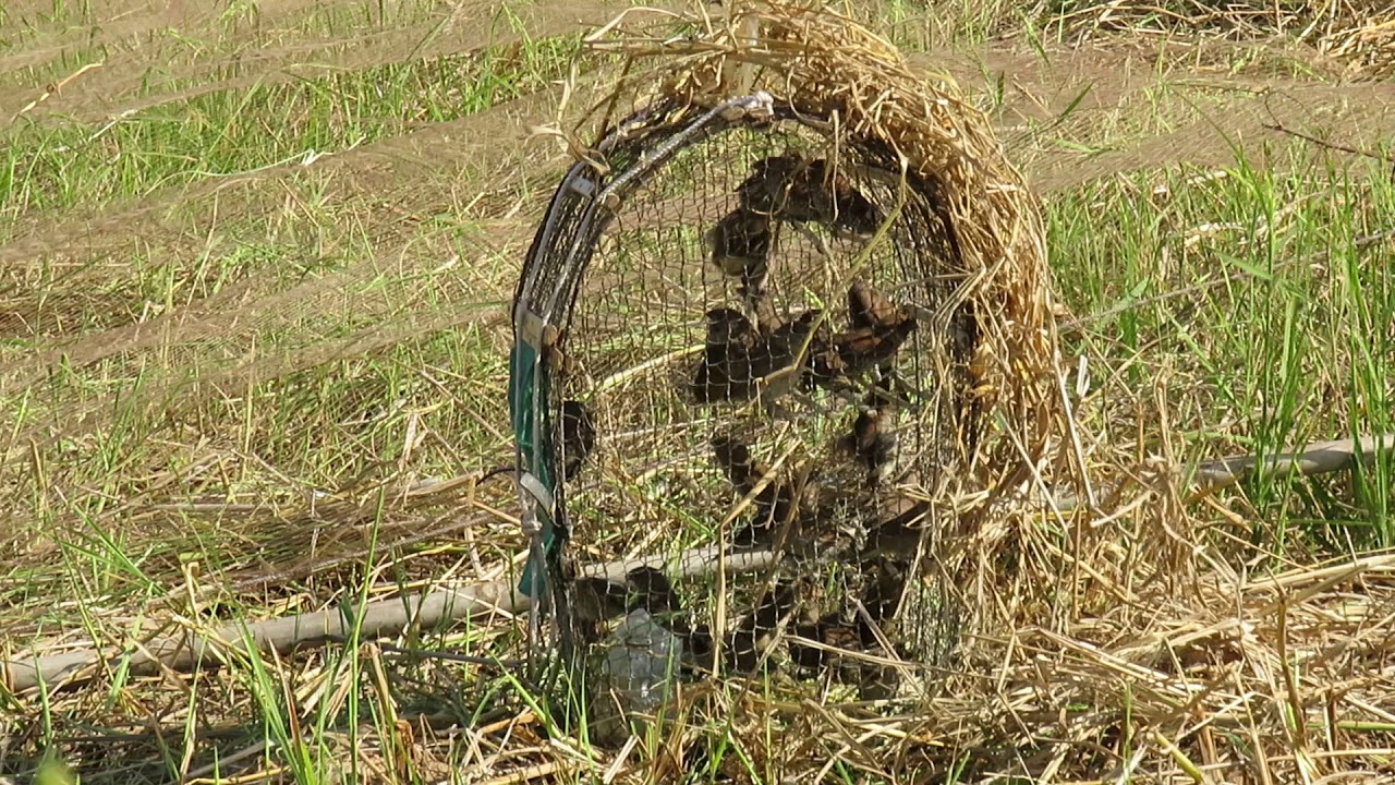 Animal Trap