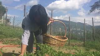 Picking up Spinach from my Sustainable Garden & Cooking my Pasta Dinner with Garlic Sauteed Spinach