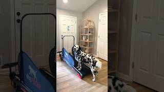 Download Lagu Unboxing my dogs new Dog Pacer 4.0 treadmill!! #Dog #Dogs MP3 Download Lagu Unboxing my dogs new Dog Pacer 4.0 treadmill!! #Dog #Dogs MP3