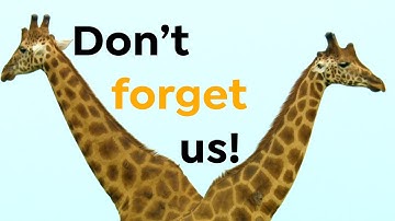 Why We Should Talk About the Giraffe