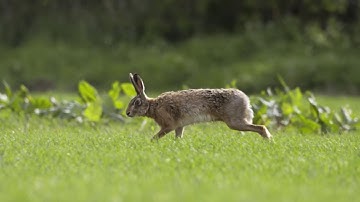 Hare Running in Slow Motion