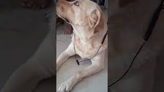 Life Is Ruff, But I Make It Look Cute