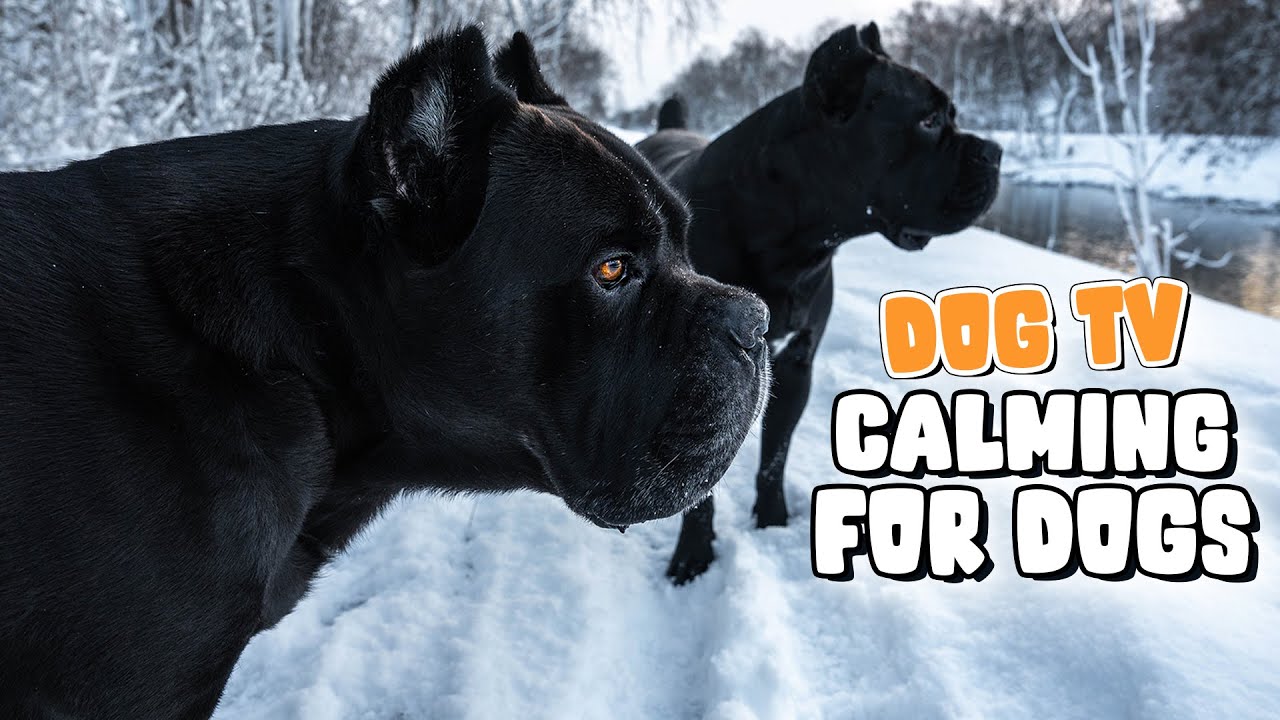 TV For Dogs 10 HR Separation Anxiety Relief for Dogs