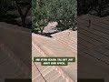 Palm Harbor Tile Roof Project Eagle Tile Malibu #shorts