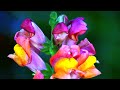 Dream Flowers (HD1080p)