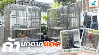 ถ้านกตากแดดจะเป็นอะไรไหม? | Pawradiseshop