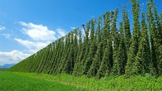 Hops - Talking Beer 72016