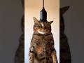 I plugged a cat into a light socket… and it turned on 💡🐱 | 猫を電球ソケットに差し込んだら点灯した件💡🐱