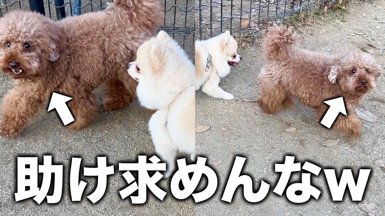 4年ぶりのドッグランでずっとポメちゃんにストーカーされて満足に遊べなかった犬。【トイプードル】
