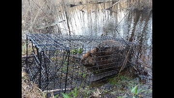 How to Set a Comstock Beaver Trap   Tomahawk Live Trap