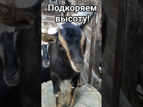 Что же это вытворяет козлёнок? #козлик #коза #козленок #животные #козёл #домашниеживотные #милота