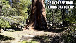 Kings Canyon National Park: Grant Tree Trail to the General Grant Tree