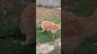 Yahi hai panalal ka warish🤣 #trending #viral #funny #dogs #kutta #funnyreel #browndog #shorts #short