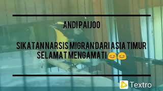 Download lagu Burung Sikatan Narsis (Sikatan Emas Alis Kuning)