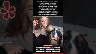 Smart Dogs Training Academy Faces Yelp Backlash After Influencer’s Dog Dies