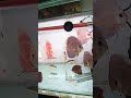 Discus yang super elegant💥#shortvideo #discus #discusfish